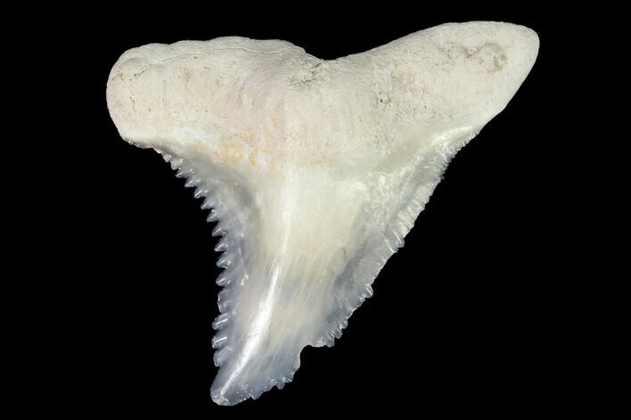 Hemipristis Fossil Shark Tooth - Bone Valley #99815